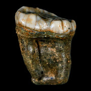 1.2" Extinct Cave Bear Ursus Spelaeus Pre-Molar Tooth Rooted Pleistocene Age COA