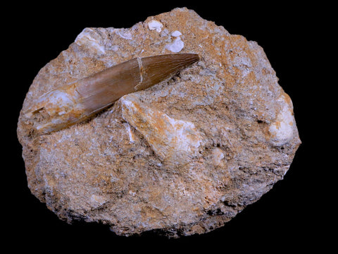 XL 2.7" Plesiosaur Zarafasaura Tooth Fossil In Matrix Cretaceous Dinosaur Era COA - Fossil Age Minerals