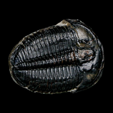 1.5" Elrathia Kingi Trilobite Fossil Utah Cambrian Age 521 Million Years Old COA