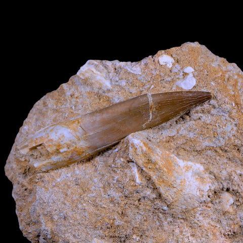 XL 2.7" Plesiosaur Zarafasaura Tooth Fossil In Matrix Cretaceous Dinosaur Era COA - Fossil Age Minerals