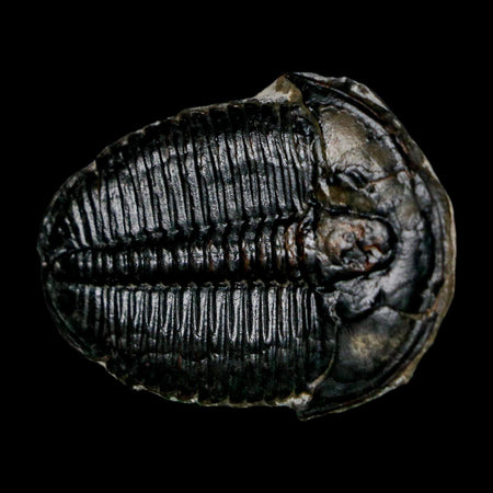 1.5" Elrathia Kingi Trilobite Fossil Utah Cambrian Age 521 Million Years Old COA
