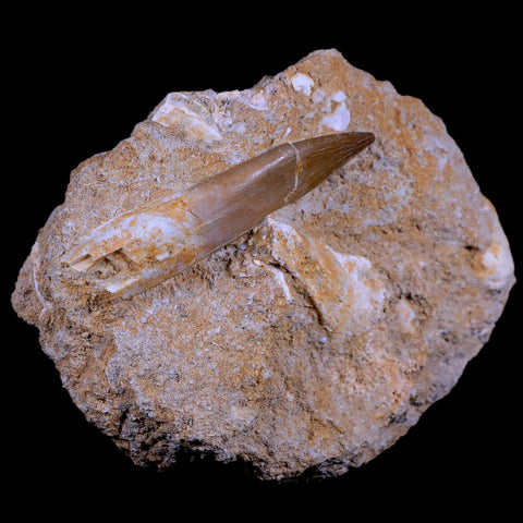 XL 2.7" Plesiosaur Zarafasaura Tooth Fossil In Matrix Cretaceous Dinosaur Era COA - Fossil Age Minerals