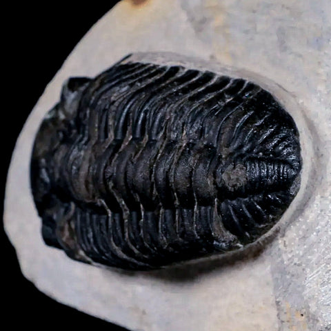 2.4" Phacops Boeckops Stelcki Trilobite Fossil Devonian Age Arthropod Morocco COA - Fossil Age Minerals