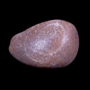 1.5" Sauropod Dinosaur Stomach Stone Gastrolith Rock Gizzard Stone COA