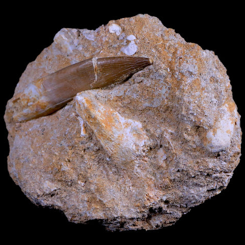 XL 2.7" Plesiosaur Zarafasaura Tooth Fossil In Matrix Cretaceous Dinosaur Era COA - Fossil Age Minerals
