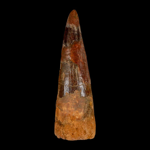 XL 3.4" Spinosaurus Fossil Tooth 100 Million Years Old Cretaceous Dinosaur COA - Fossil Age Minerals
