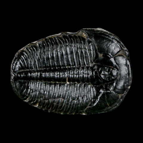 1.4" Elrathia Kingi Trilobite Fossil Utah Cambrian Age 521 Million Years Old COA - Fossil Age Minerals