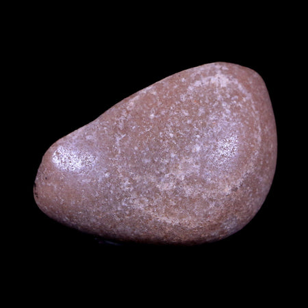 1.5" Sauropod Dinosaur Stomach Stone Gastrolith Rock Gizzard Stone COA