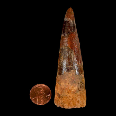 XL 3.4" Spinosaurus Fossil Tooth 100 Million Years Old Cretaceous Dinosaur COA - Fossil Age Minerals