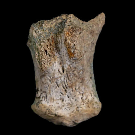 1.2" Triceratops Fossil Hand Bone Lance Creek FM Cretaceous Dinosaur Wyoming COA