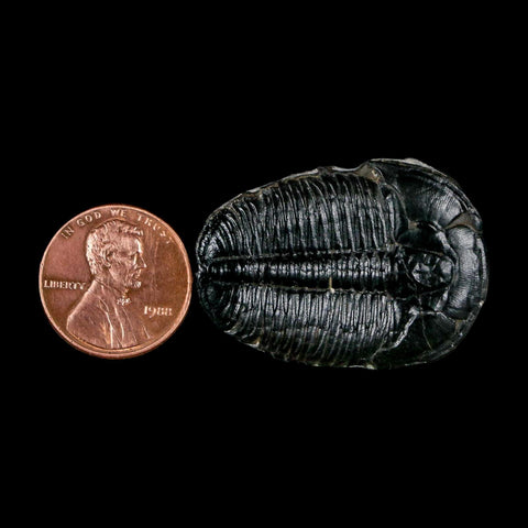 1.4" Elrathia Kingi Trilobite Fossil Utah Cambrian Age 521 Million Years Old COA - Fossil Age Minerals