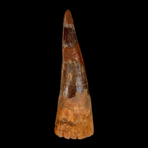 XL 3.4" Spinosaurus Fossil Tooth 100 Million Years Old Cretaceous Dinosaur COA - Fossil Age Minerals
