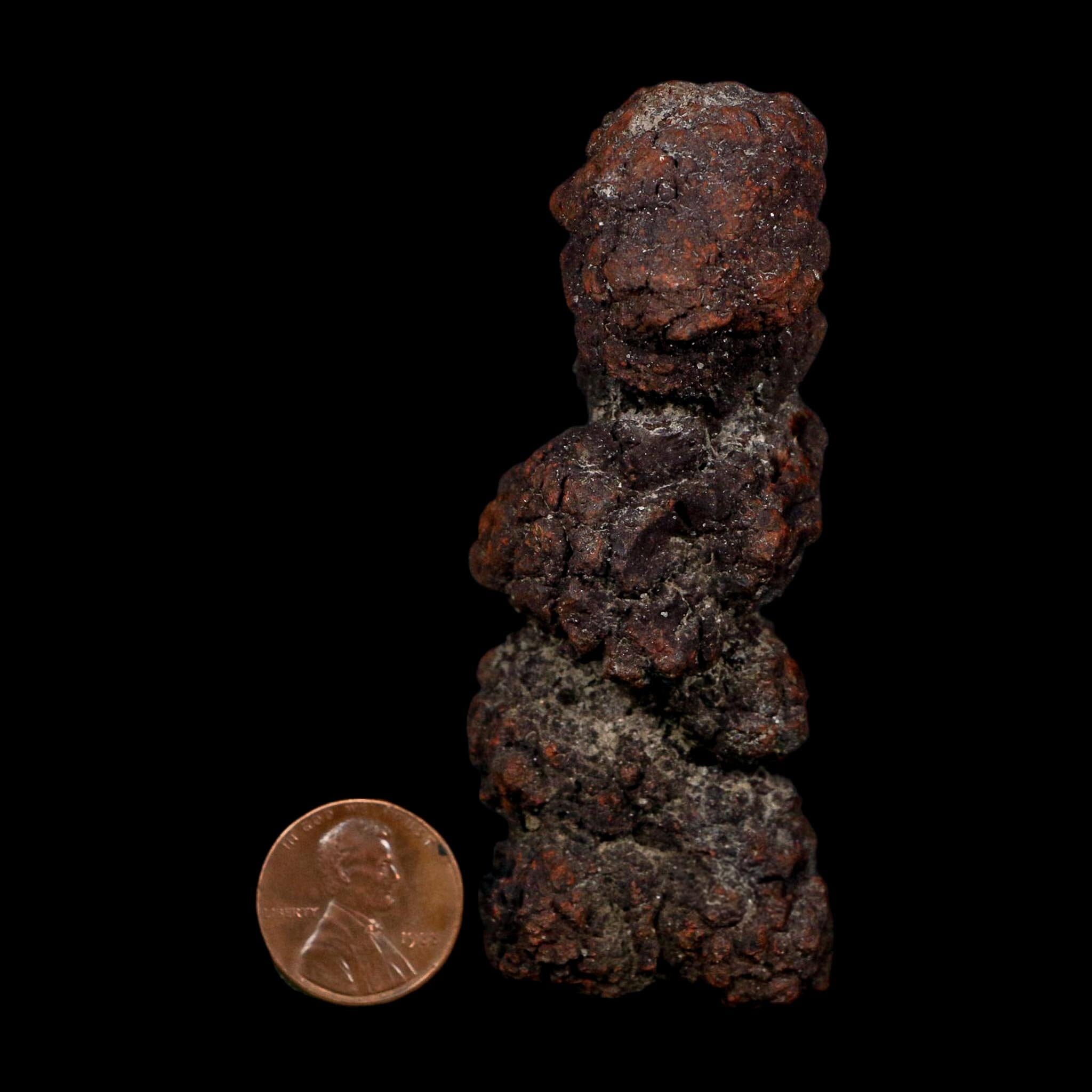 3.3" Prehistoric Coprolite Fossil Specimen Poop Dung Miocene Age Madagascar COA - Fossil Age Minerals