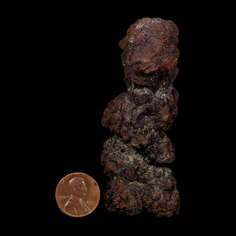 3.3" Prehistoric Coprolite Fossil Specimen Poop Dung Miocene Age Madagascar COA