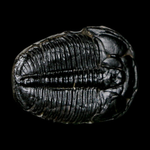 1.4" Elrathia Kingi Trilobite Fossil Utah Cambrian Age 521 Million Years Old COA - Fossil Age Minerals