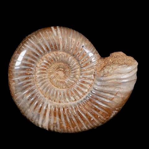 86MM Polished Perisphinctes Ammonite Fossil Nautilus Madagascar Jurassic Age COA - Fossil Age Minerals