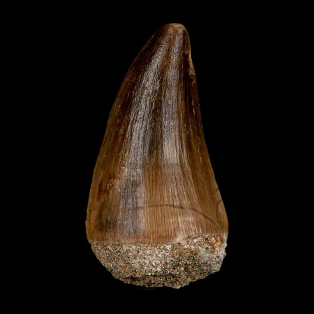 XL 2" Mosasaur Prognathodon Fossil Tooth Cretaceous Dinosaur Era COA & Stand