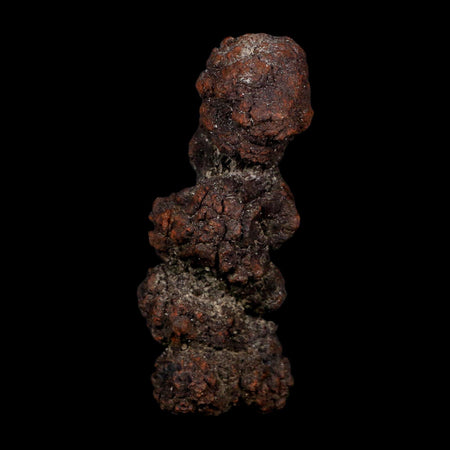 3.3" Prehistoric Coprolite Fossil Specimen Poop Dung Miocene Age Madagascar COA