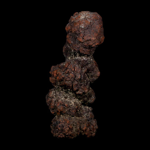 3.3" Prehistoric Coprolite Fossil Specimen Poop Dung Miocene Age Madagascar COA