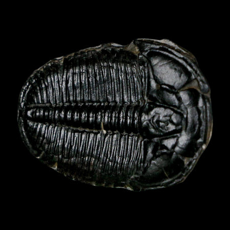 1.4" Elrathia Kingi Trilobite Fossil Utah Cambrian Age 521 Million Years Old COA