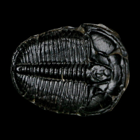 1.4" Elrathia Kingi Trilobite Fossil Utah Cambrian Age 521 Million Years Old COA - Fossil Age Minerals