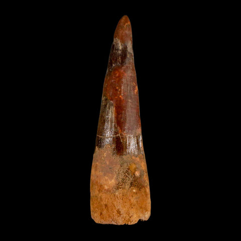 XL 3.4" Spinosaurus Fossil Tooth 100 Million Years Old Cretaceous Dinosaur COA - Fossil Age Minerals