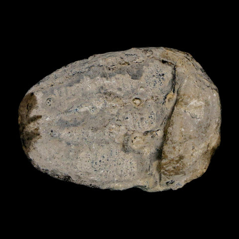 1.4" Elrathia Kingi Trilobite Fossil Utah Cambrian Age 521 Million Years Old COA - Fossil Age Minerals