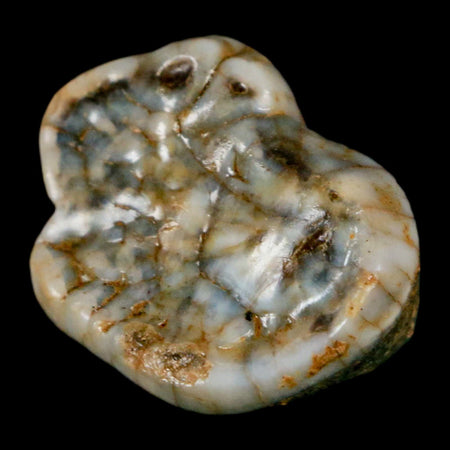 1.2" Extinct Cave Bear Ursus Spelaeus Pre-Molar Tooth Rooted Pleistocene Age COA