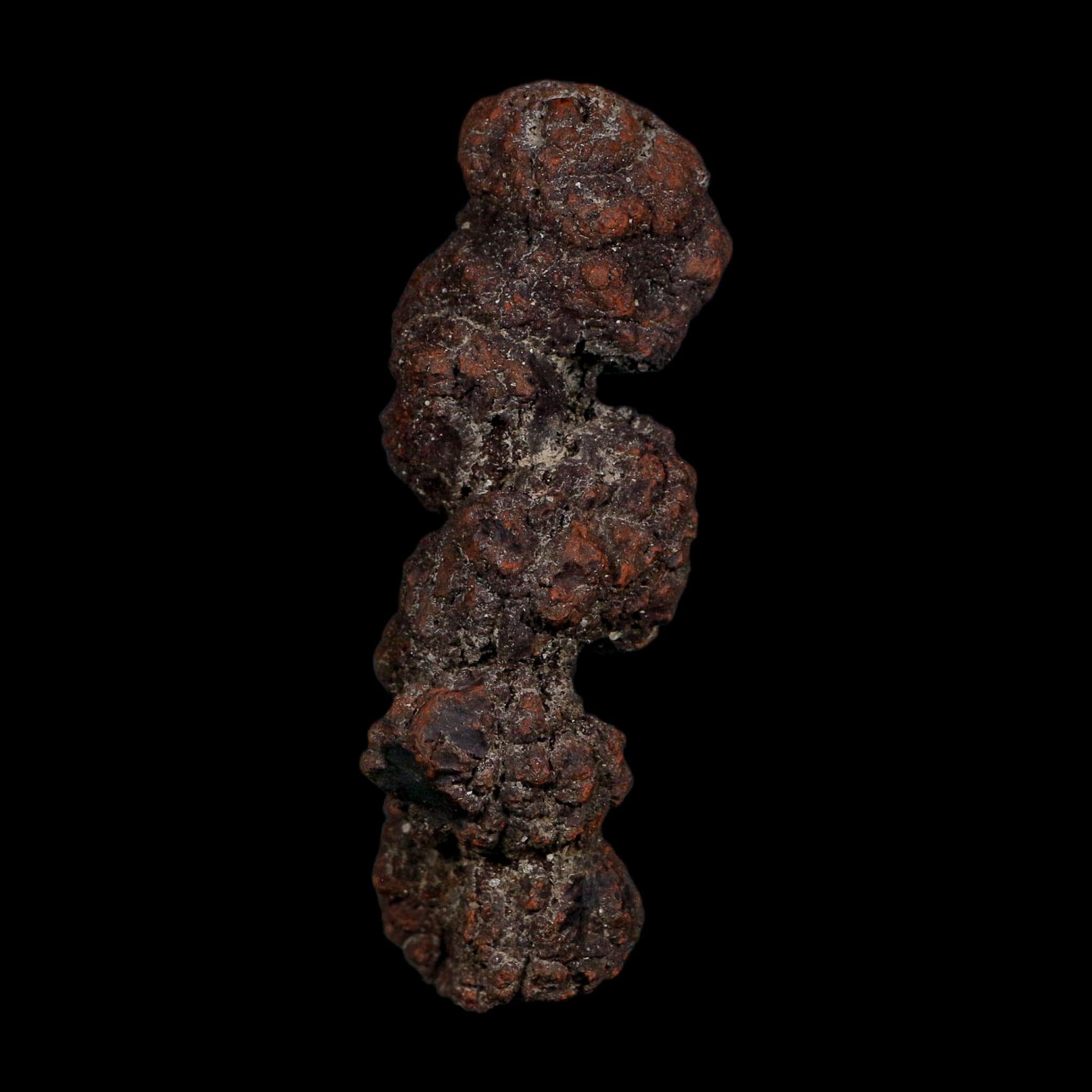 3.3" Prehistoric Coprolite Fossil Specimen Poop Dung Miocene Age Madagascar COA - Fossil Age Minerals