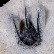 1.3" Cyphaspis Otarion Spiny Trilobite Fossil Devonian Age 400 Mil Yrs Old COA