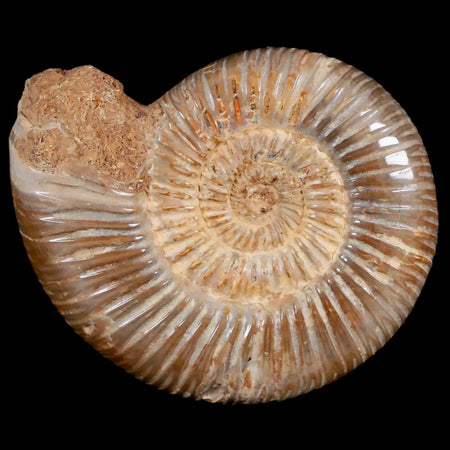 86MM Polished Perisphinctes Ammonite Fossil Nautilus Madagascar Jurassic Age COA