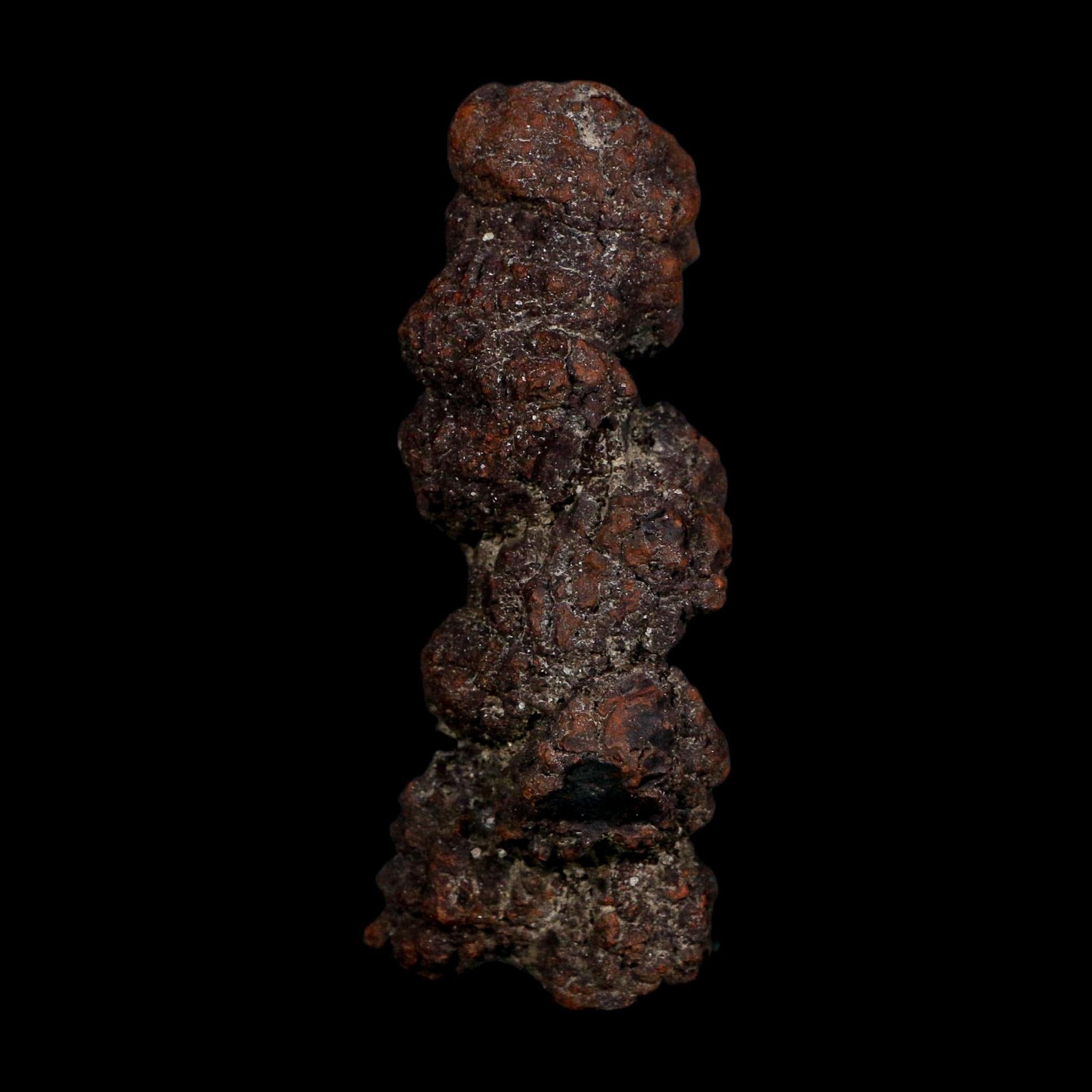3.3" Prehistoric Coprolite Fossil Specimen Poop Dung Miocene Age Madagascar COA - Fossil Age Minerals