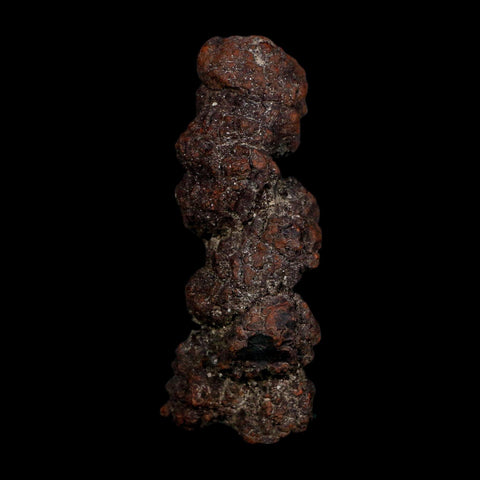 3.3" Prehistoric Coprolite Fossil Specimen Poop Dung Miocene Age Madagascar COA