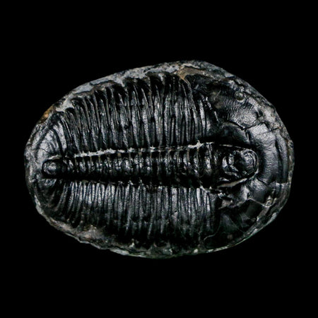 1.4" Elrathia Kingi Trilobite Fossil Utah Cambrian Age 521 Million Years Old COA