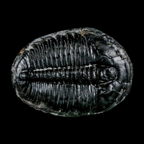 1.4" Elrathia Kingi Trilobite Fossil Utah Cambrian Age 521 Million Years Old COA - Fossil Age Minerals