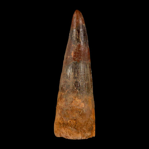 XL 3.4" Spinosaurus Fossil Tooth 100 Million Years Old Cretaceous Dinosaur COA - Fossil Age Minerals