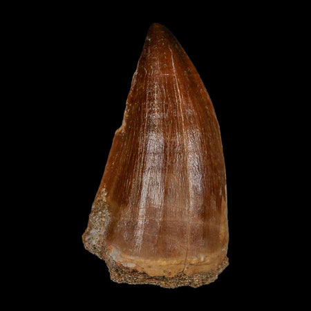 XL 2.1" Mosasaur Prognathodon Fossil Tooth Cretaceous Dinosaur Era COA & Stand