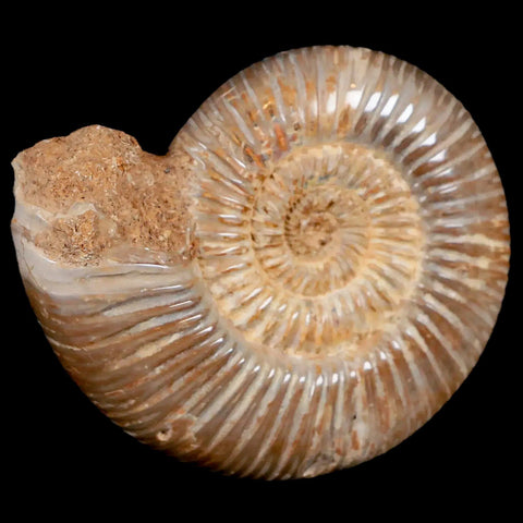 86MM Polished Perisphinctes Ammonite Fossil Nautilus Madagascar Jurassic Age COA - Fossil Age Minerals