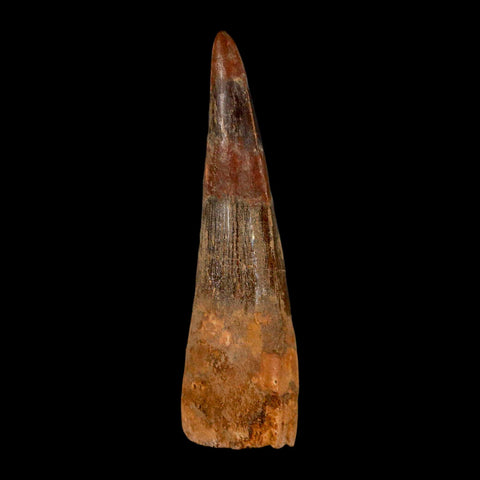 XL 3.4" Spinosaurus Fossil Tooth 100 Million Years Old Cretaceous Dinosaur COA - Fossil Age Minerals