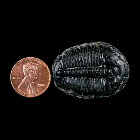 1.4" Elrathia Kingi Trilobite Fossil Utah Cambrian Age 521 Million Years Old COA - Fossil Age Minerals