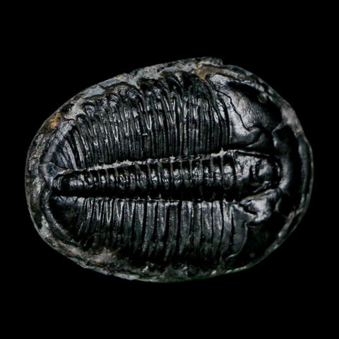1.4" Elrathia Kingi Trilobite Fossil Utah Cambrian Age 521 Million Years Old COA - Fossil Age Minerals