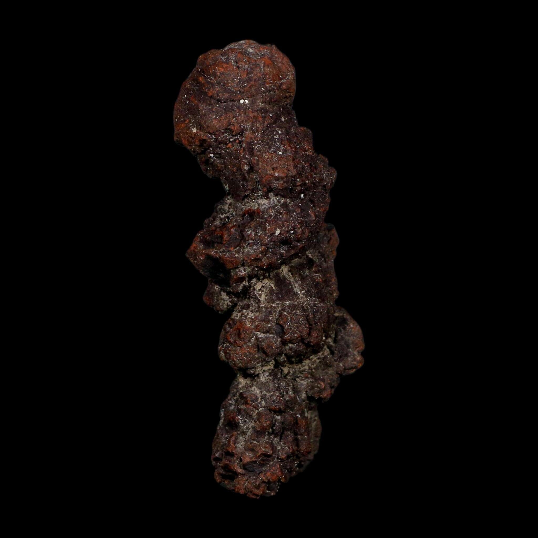 3.3" Prehistoric Coprolite Fossil Specimen Poop Dung Miocene Age Madagascar COA - Fossil Age Minerals