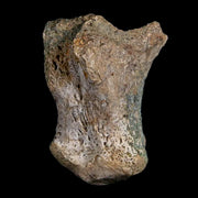1.2" Triceratops Fossil Hand Bone Lance Creek FM Cretaceous Dinosaur Wyoming COA