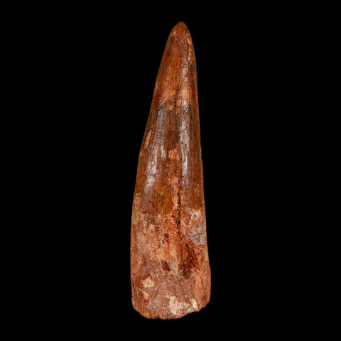 XL 3.8" Spinosaurus Fossil Tooth 100 Million Years Old Cretaceous Dinosaur COA - Fossil Age Minerals