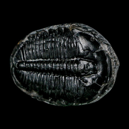 1.4" Elrathia Kingi Trilobite Fossil Utah Cambrian Age 521 Million Years Old COA