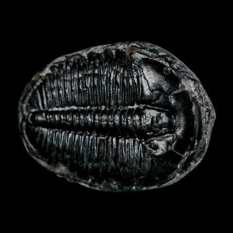 1.4" Elrathia Kingi Trilobite Fossil Utah Cambrian Age 521 Million Years Old COA - Fossil Age Minerals