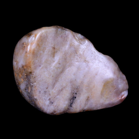 1.9" Sauropod Dinosaur Stomach Stone Gastrolith Rock Gizzard Stone COA