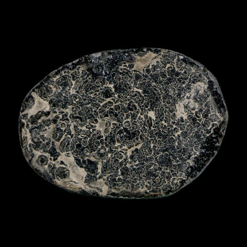 1.4" Elrathia Kingi Trilobite Fossil Utah Cambrian Age 521 Million Years Old COA - Fossil Age Minerals