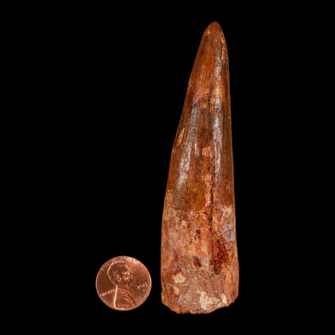 XL 3.8" Spinosaurus Fossil Tooth 100 Million Years Old Cretaceous Dinosaur COA - Fossil Age Minerals