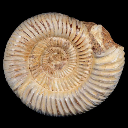 77MM Polished Perisphinctes Ammonite Fossil Nautilus Madagascar Jurassic Age COA